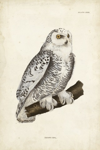 Snowy Owl