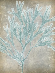 Spa Seaweed I