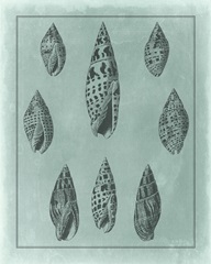 Spa Shell Collection IV