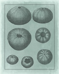 Spa Shell Collection V