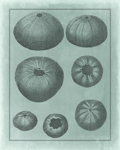 Spa Shell Collection V