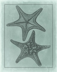 Spa Shell Collection VII