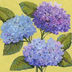 Spring Hydrangeas I
