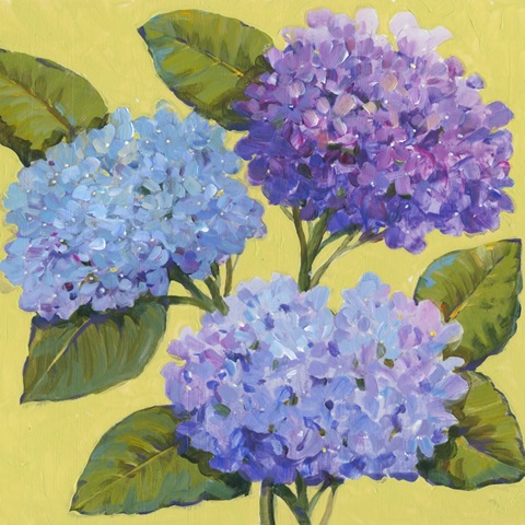 Spring Hydrangeas I