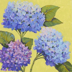 Spring Hydrangeas II