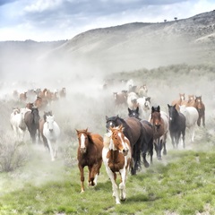 Stampede II