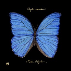 Striking Butterfly I