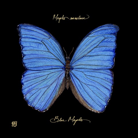 Striking Butterfly I