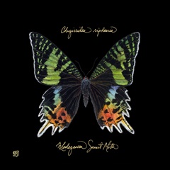 Striking Butterfly II