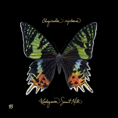 Striking Butterfly II