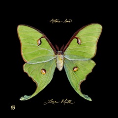 Striking Butterfly IV