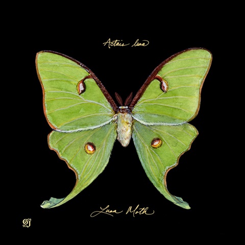 Striking Butterfly IV