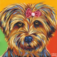 Sweet Yorkie I