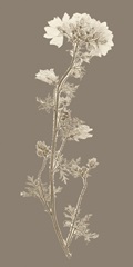 Taupe Nature Study I