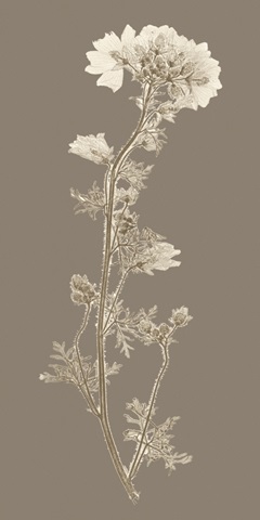 Taupe Nature Study I