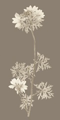 Taupe Nature Study II