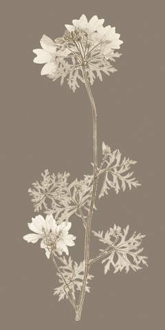 Taupe Nature Study II