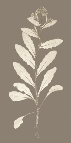 Taupe Nature Study IV