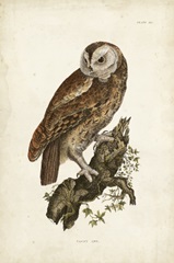 Tawny Owl