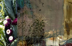 Texas Cactus Collage