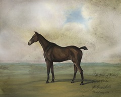 The Prince Rohan's Favorite Hunter