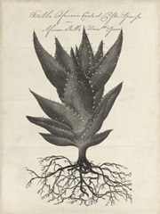 Thornton Succulents I