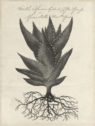 Thornton Succulents I