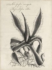 Thornton Succulents III