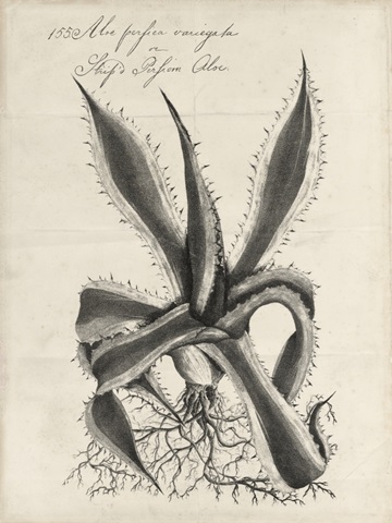 Thornton Succulents III