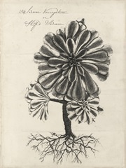 Thornton Succulents IV