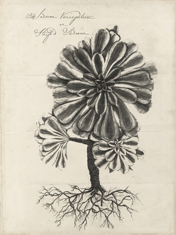 Thornton Succulents IV