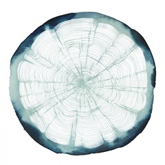Tree Ring Overlay II