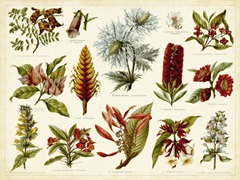 Tropical Botany Chart I