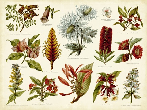 Tropical Botany Chart I