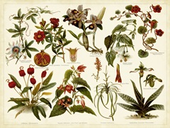 Tropical Botany Chart II