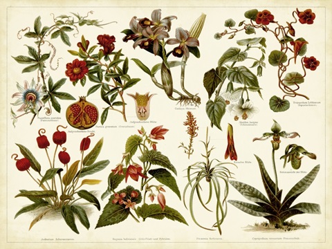 Tropical Botany Chart II