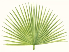 Tropical Breeze Leaves III