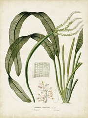 Tropical Grass I