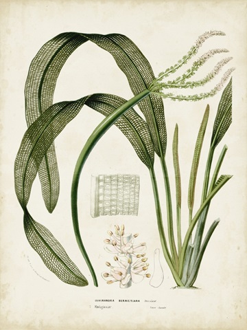 Tropical Grass I