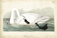 Trumpeter Swan I