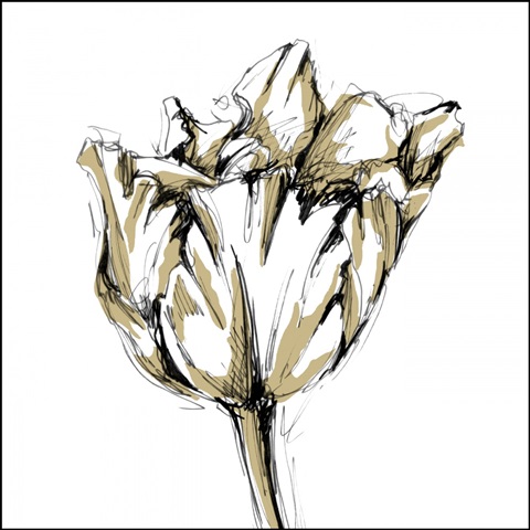 Tulip Sketch I