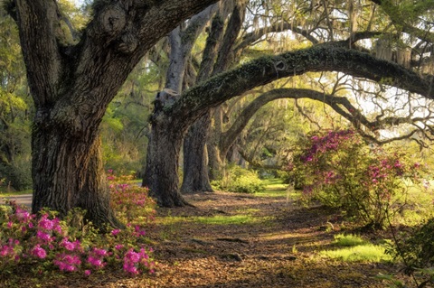 Under the Live Oaks I