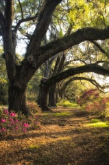 Under the Live Oaks II