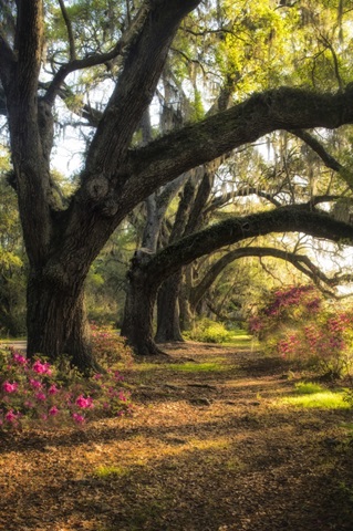 Under the Live Oaks II
