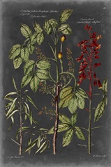 Vintage Botanical Chart III
