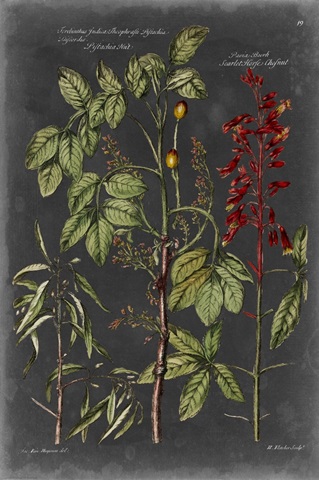 Vintage Botanical Chart III