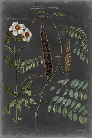 Vintage Botanical Chart V