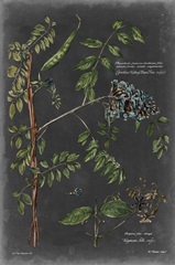 Vintage Botanical Chart VII