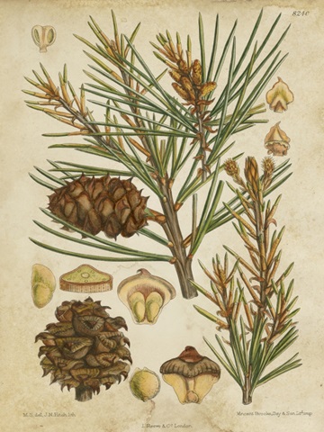 Vintage Conifers II