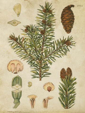 Vintage Conifers III